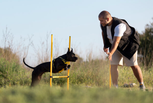 5 Everyday Games That Make Your Dog Smarter